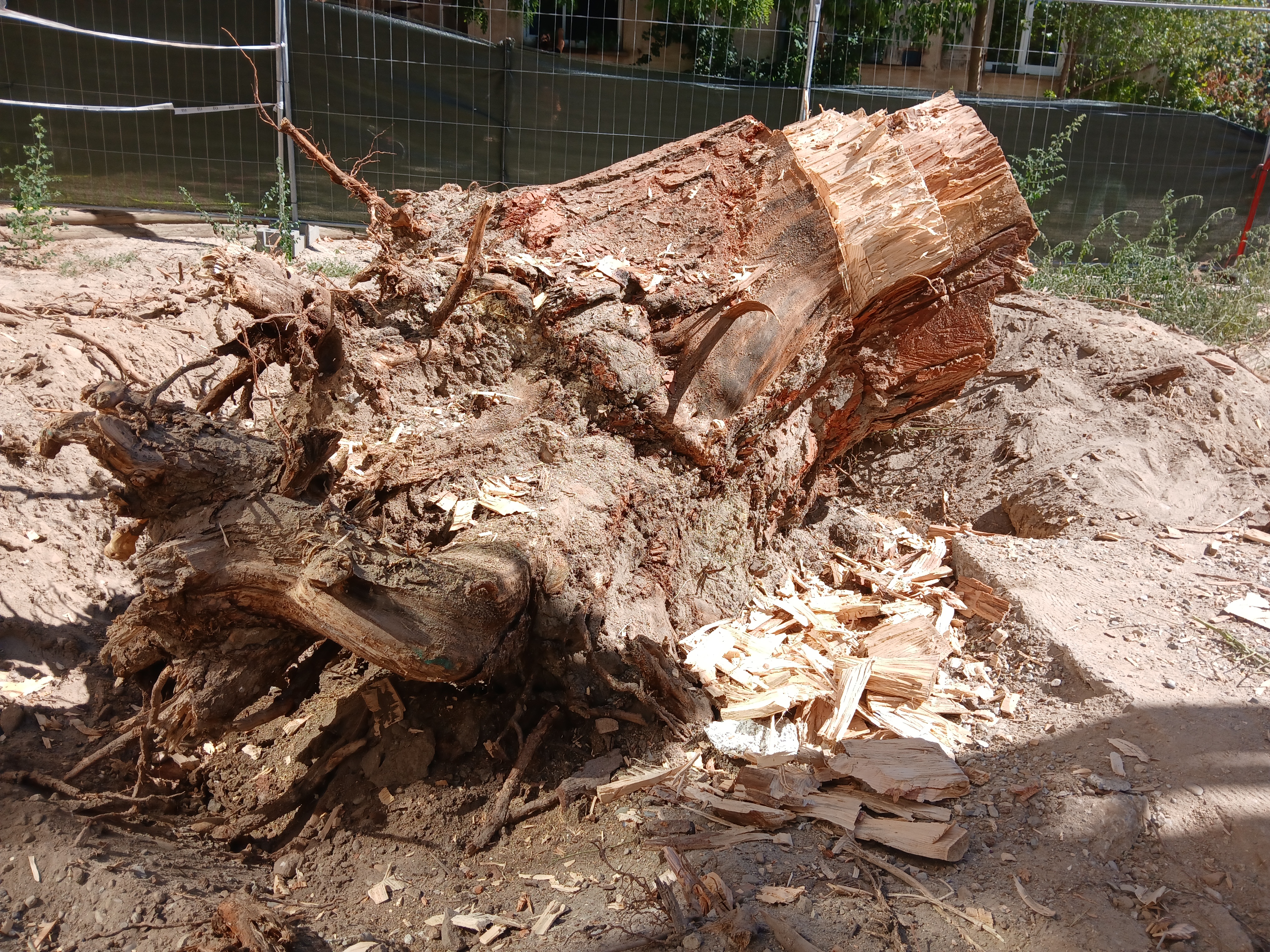 Tree to be removed before intervention - Rangueil School